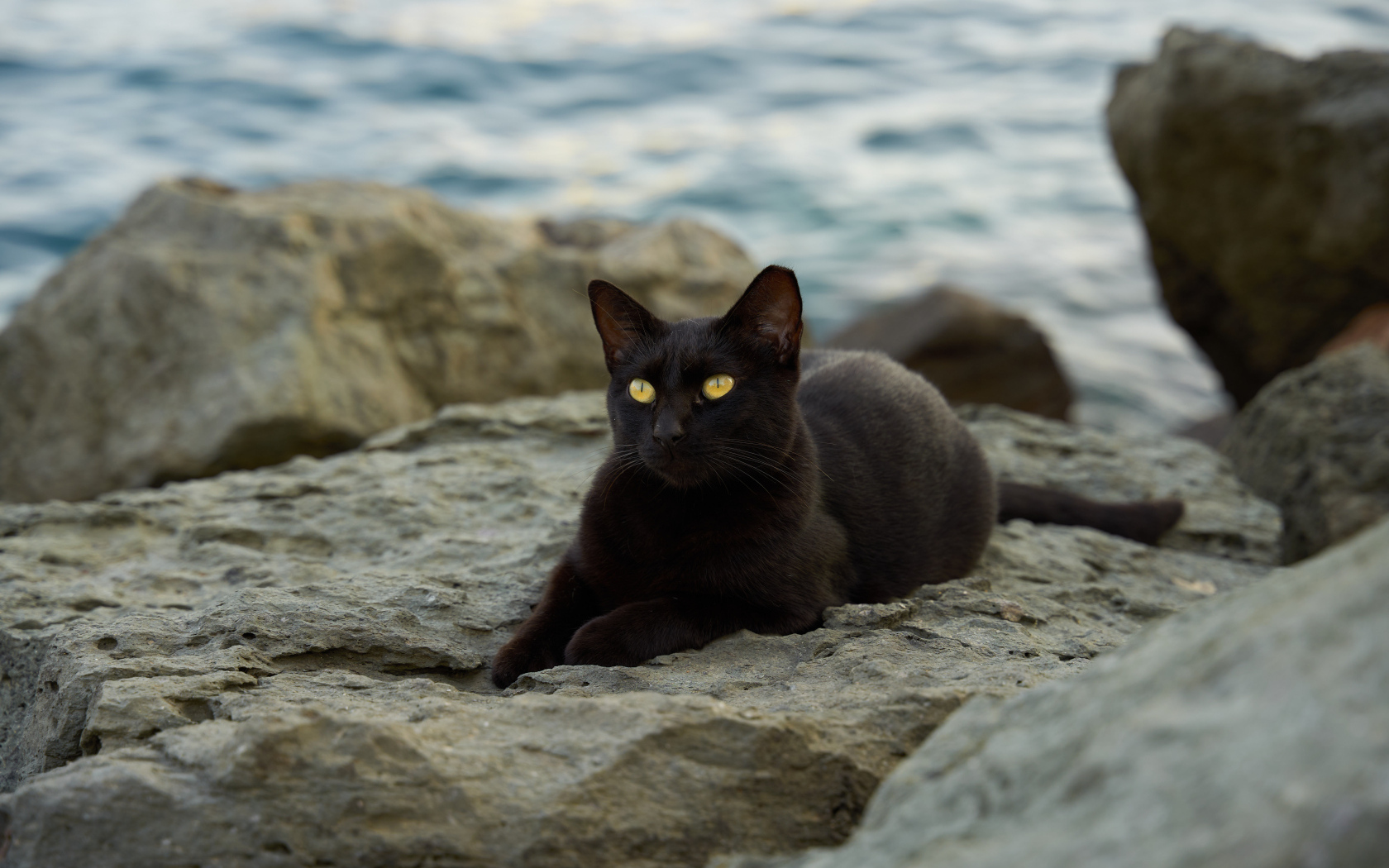 Черный кот лежит на камне у моря