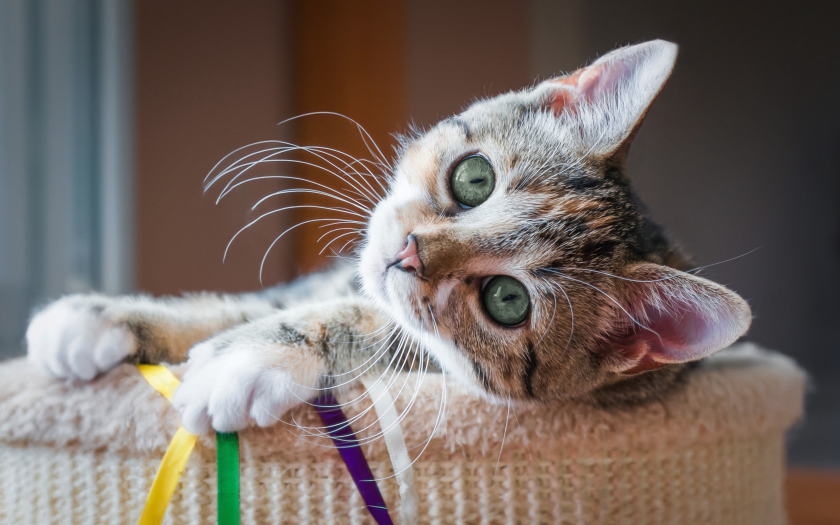 Красивый маленький серый котенок с зелеными глазами