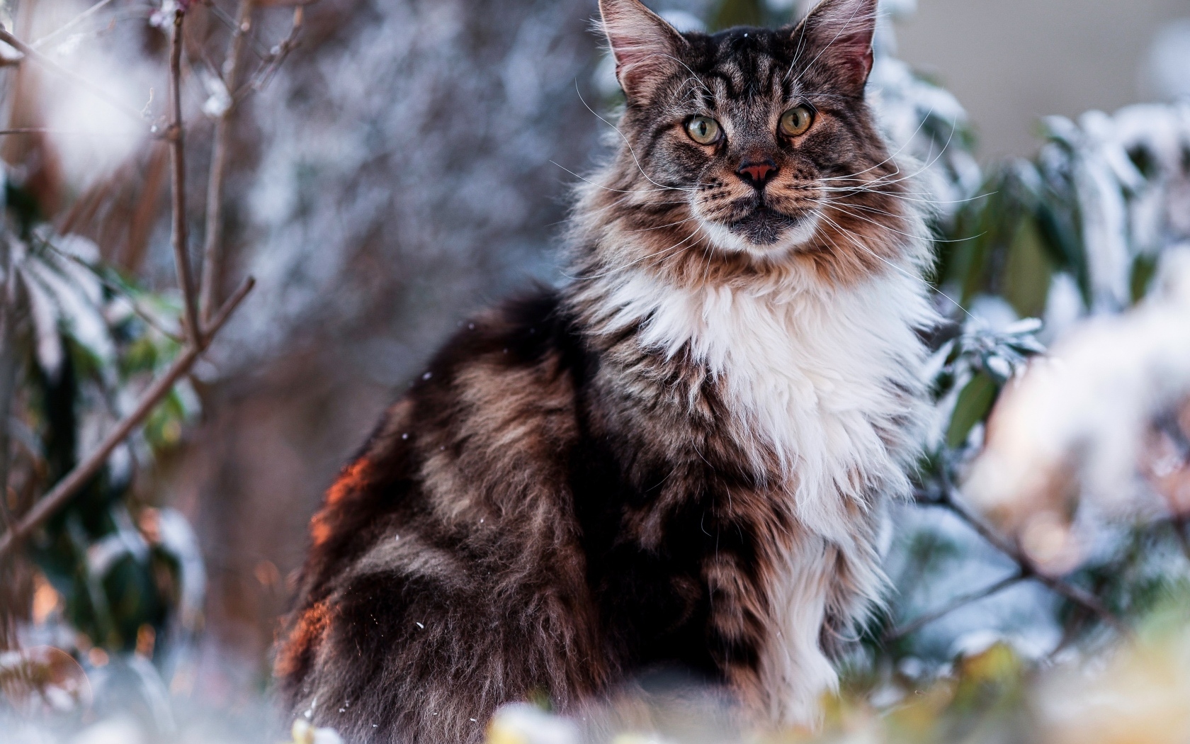 Большой мейн кун сидит в ветках 