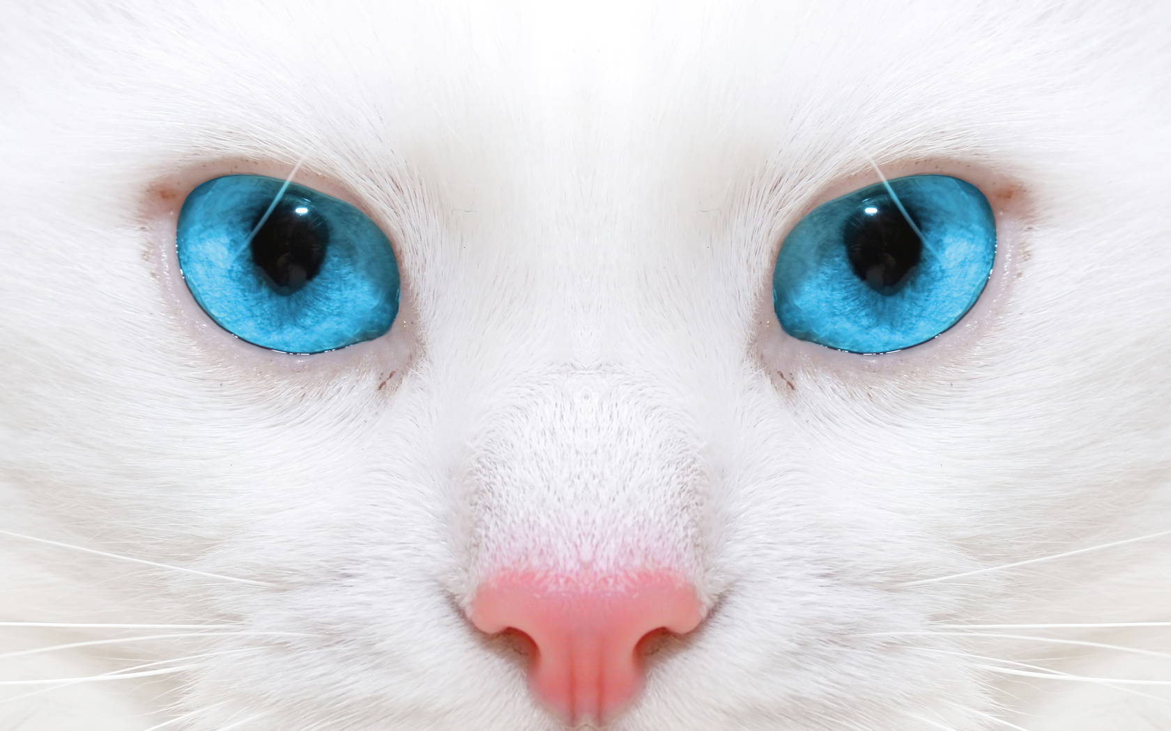 Голубоглазая кошка с розовым носом