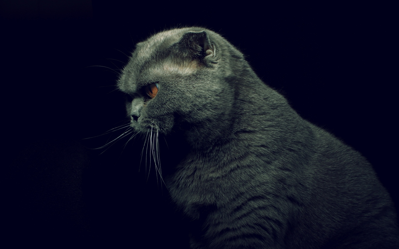 Британская кошка на черном фоне