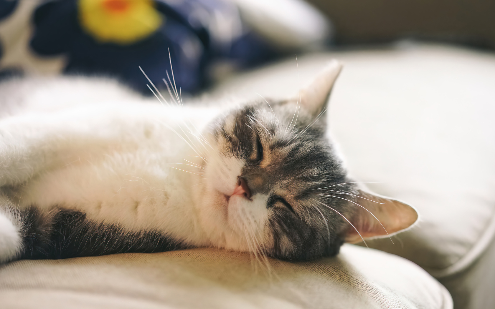 Милый кот спит на диване