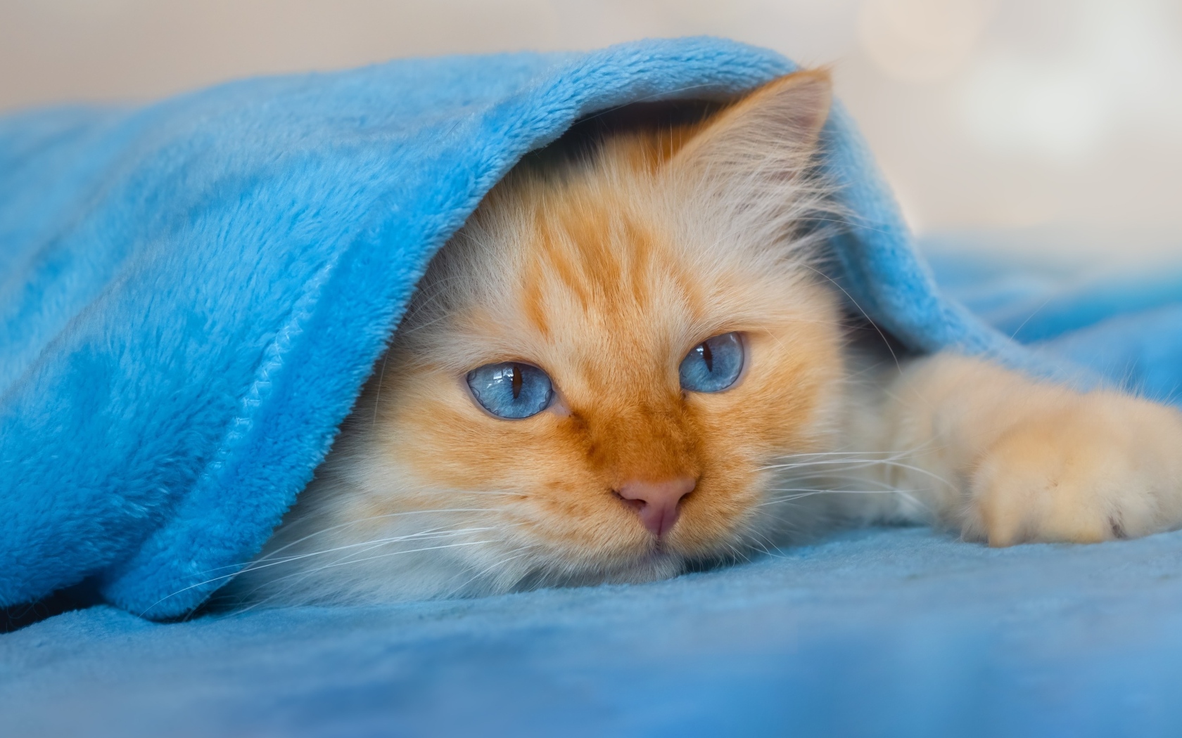 Пушистый голубоглазый котенок под покрывалом