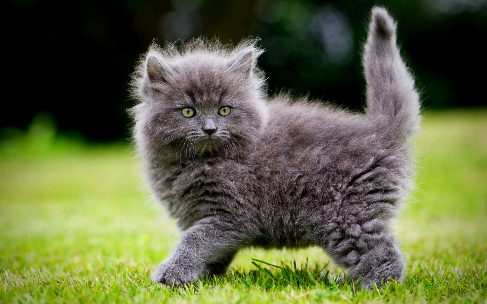 Смешной пушистый серый котенок на зеленой траве