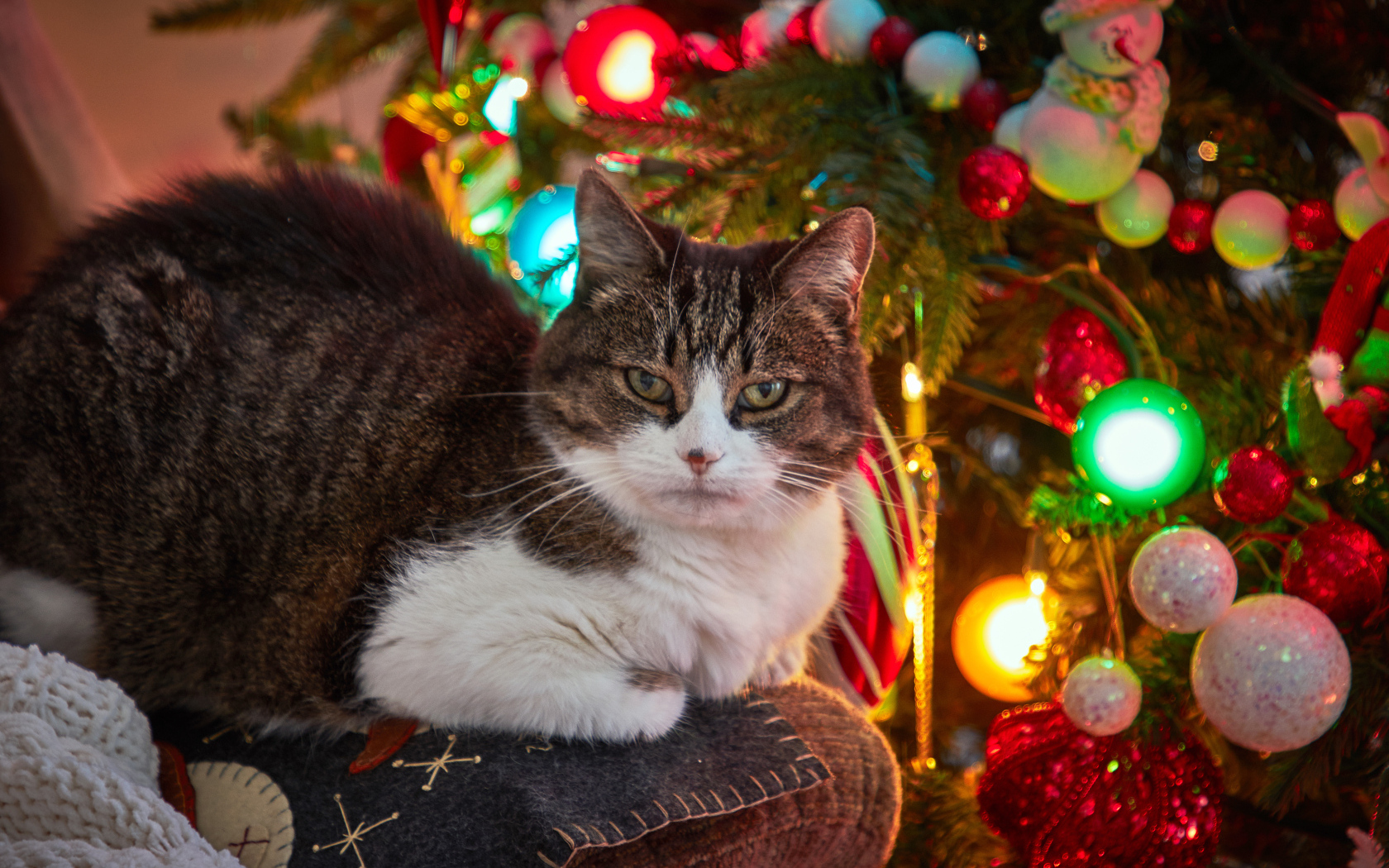 Серый кот сидит на диване у новогодней елки