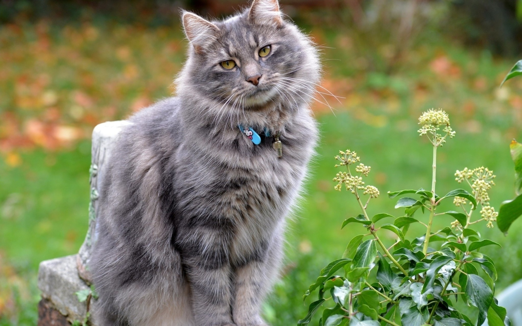 Серый пушистый кот с ошейником на улице