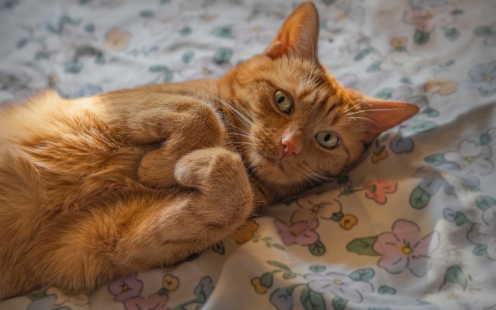 Зеленоглазый рыжий кот лежит на постели