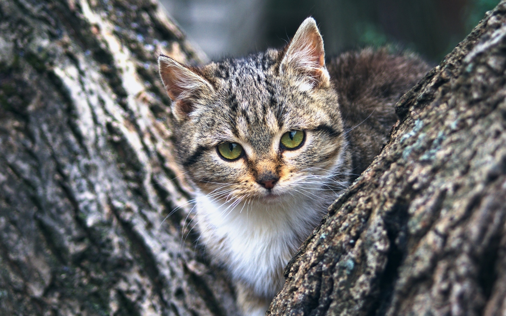 Маленький зеленоглазый серый котенок