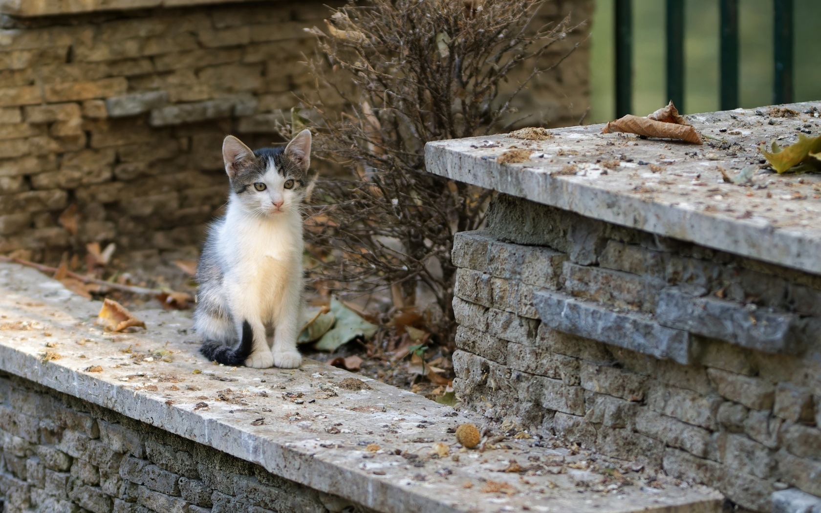 Маленький котенок на улице у дома