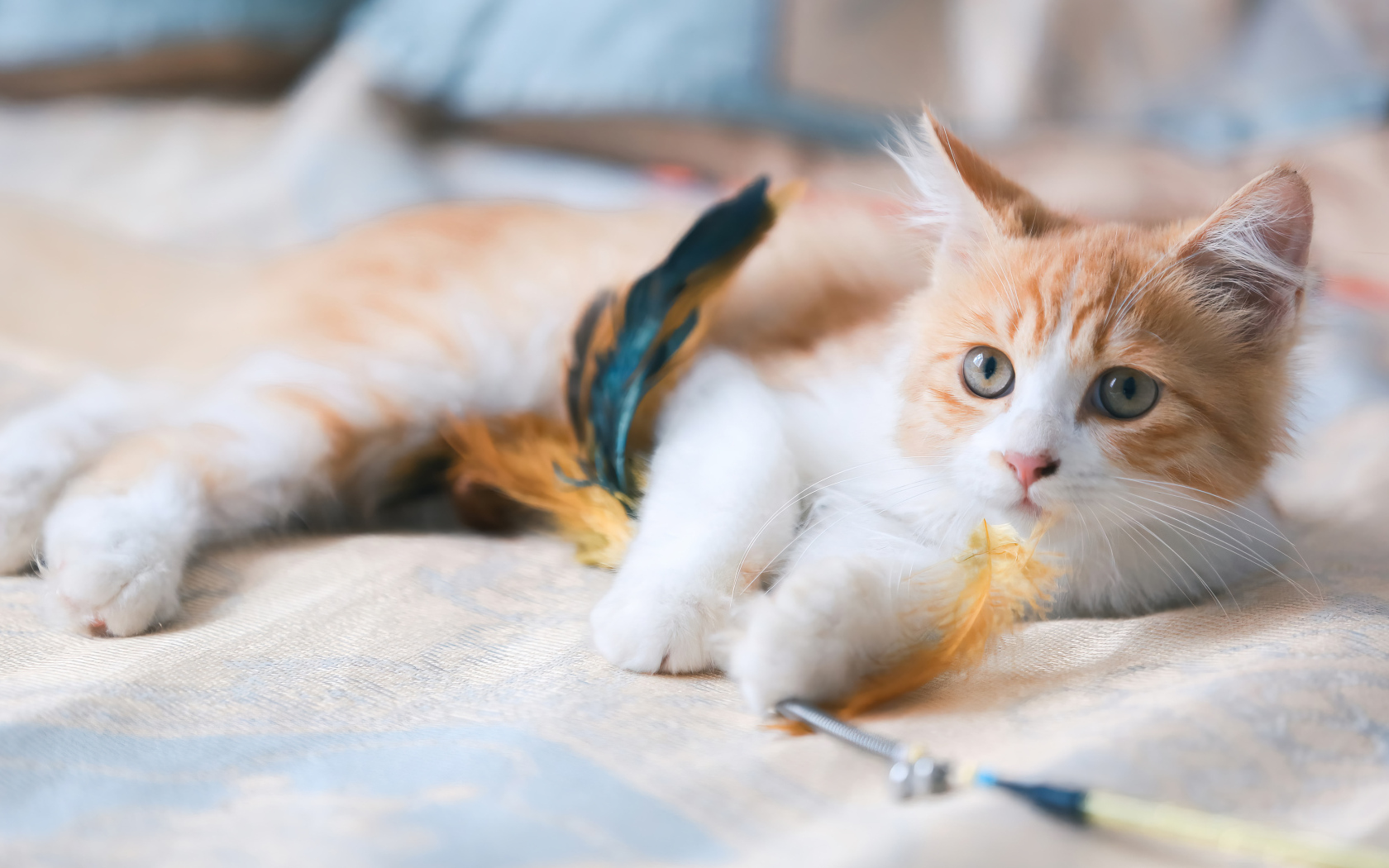 Рыжий котенок играет на кровати с перьями