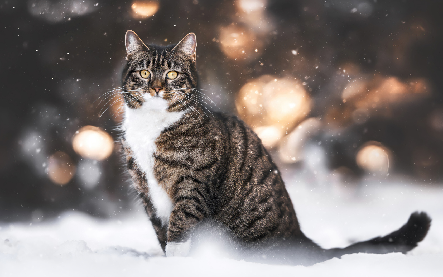 Полосатый кот сидит на холодном снегу