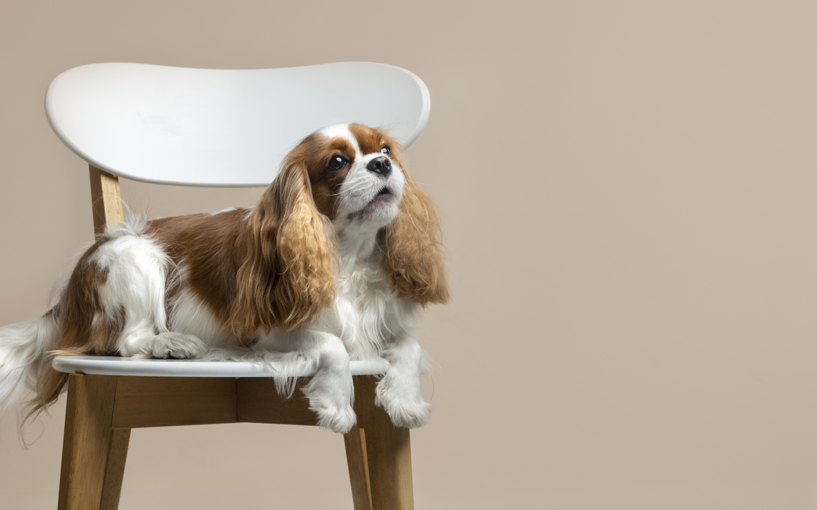 Красивый пес лежит на стуле на сером фоне