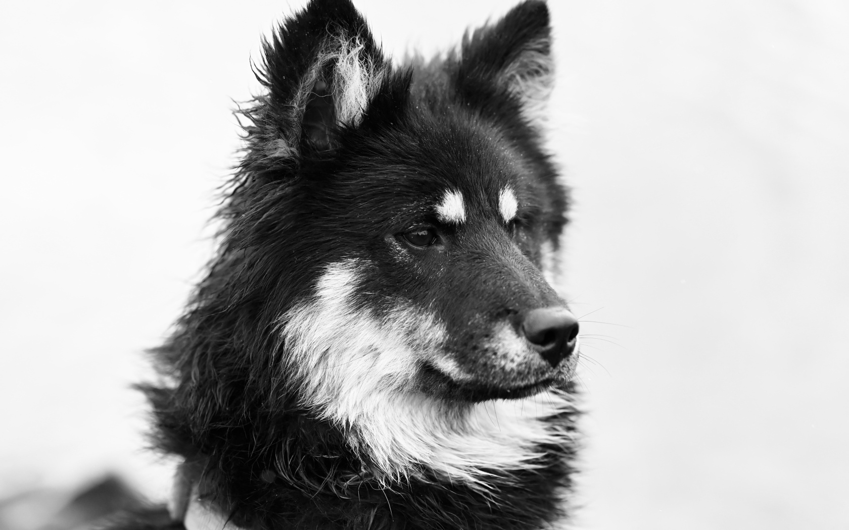 Черное белое фото породистой собаки