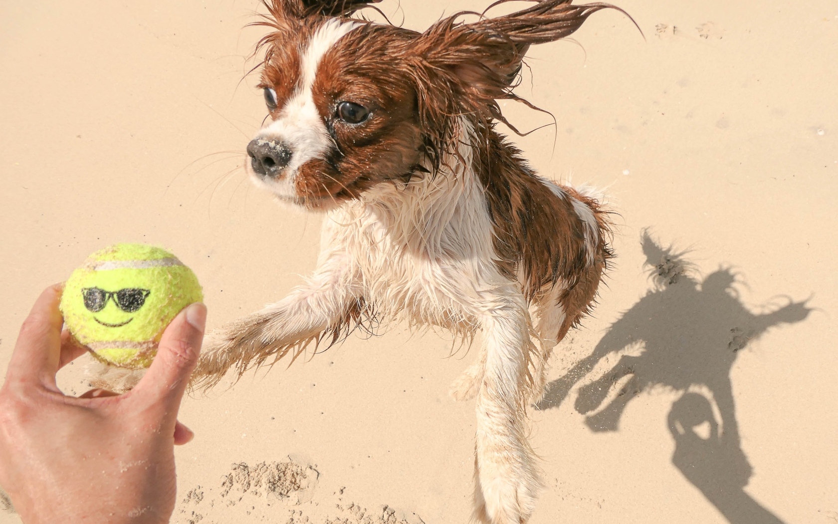Собака играет с мячом на песке