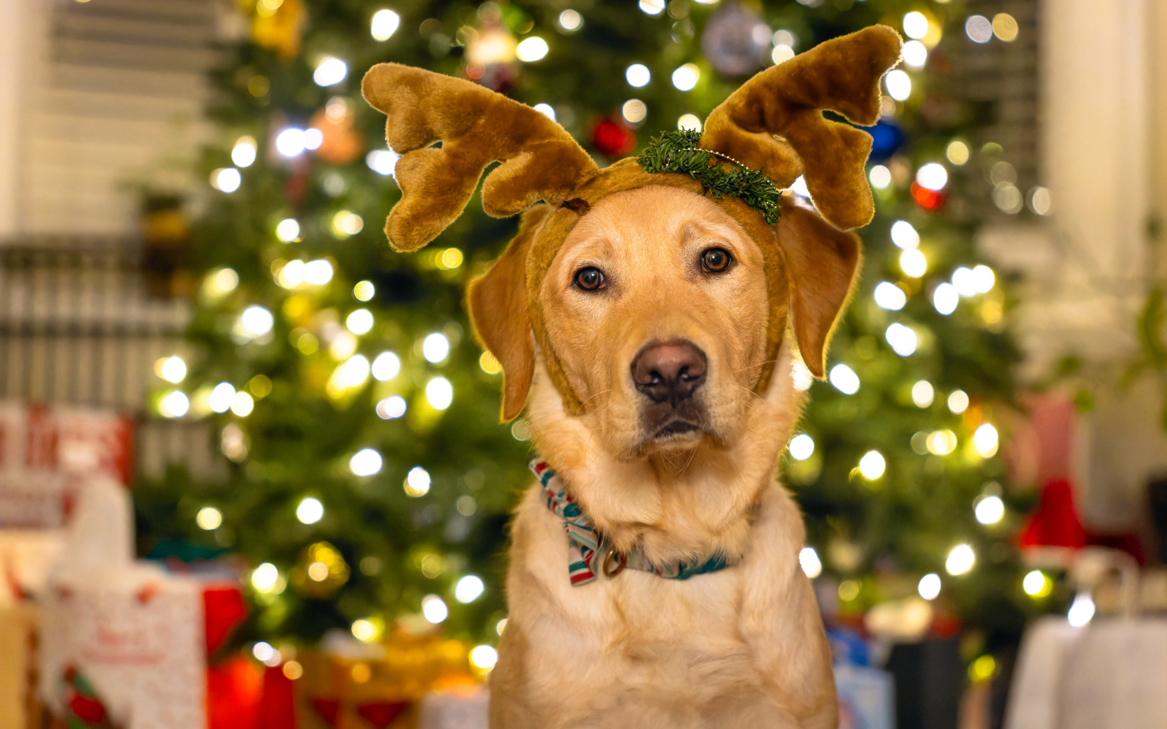 Собака с рогами оленя у новогодней ели