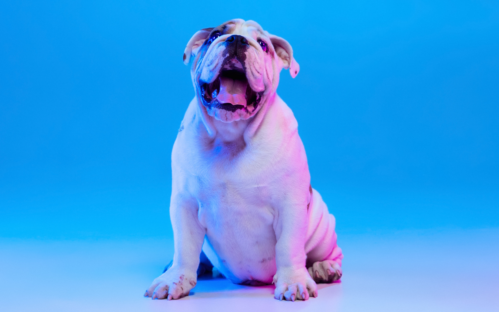 Большой английский бульдог на голубом фоне