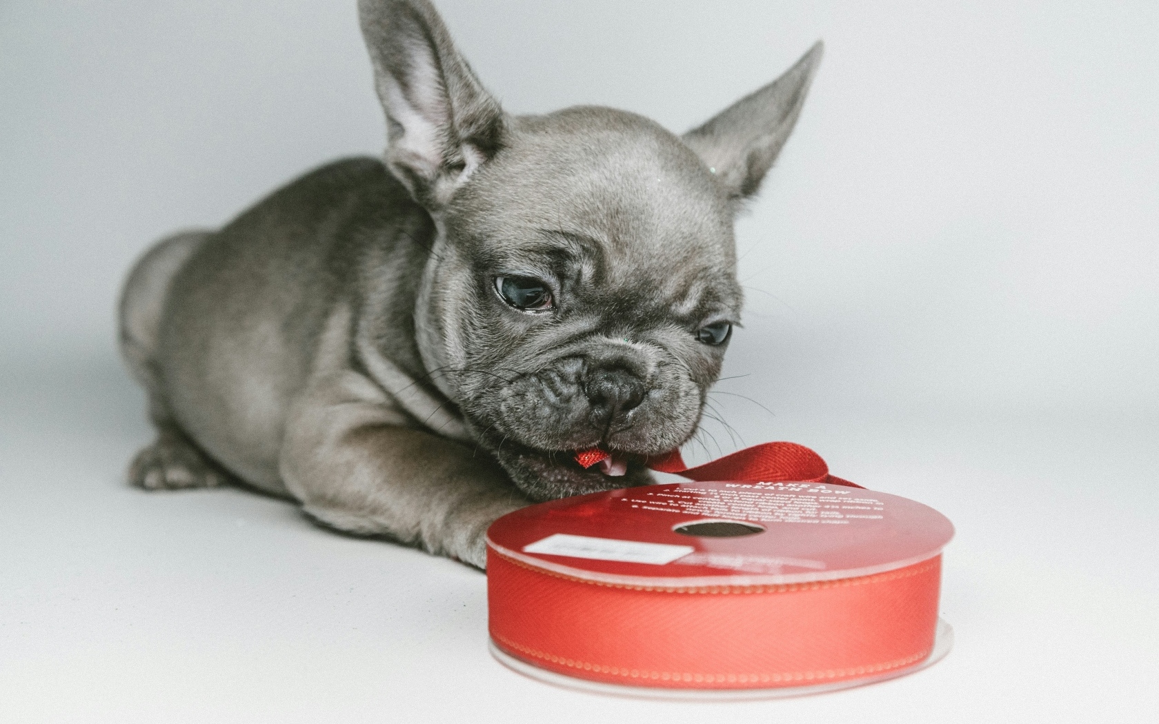 Маленький французский бульдог грызет ленту