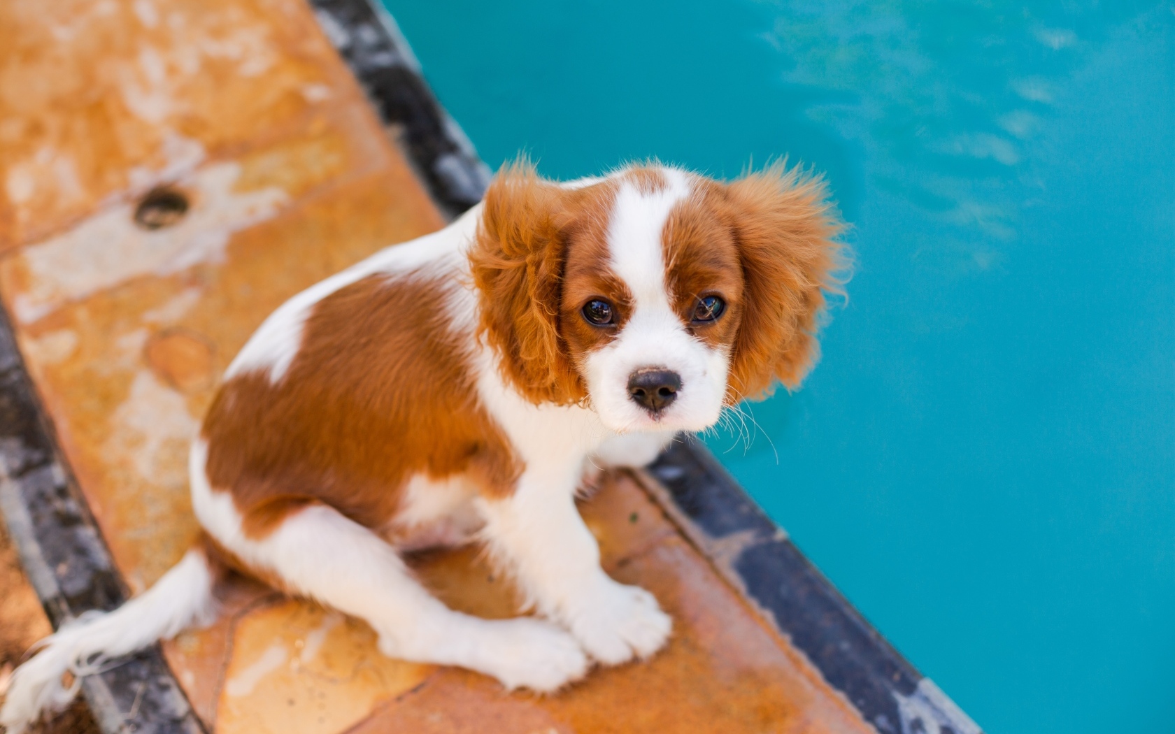 Маленький Кинг-чарльз-спаниель сидит у бассейна
