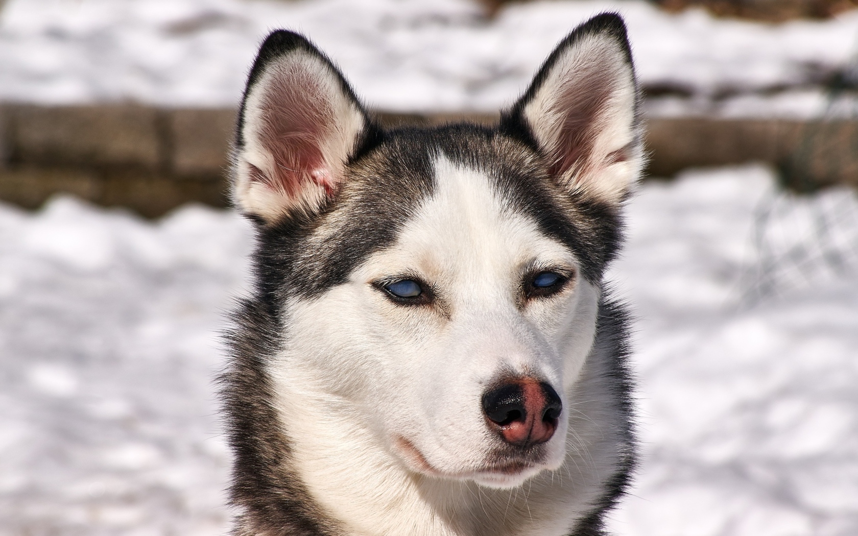 Морда голубоглазой хаски крупным планом