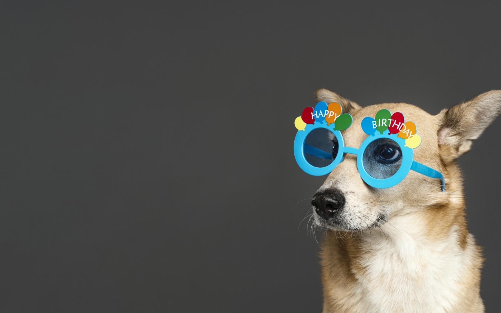 Рыжая собака в голубых очках на сером фоне