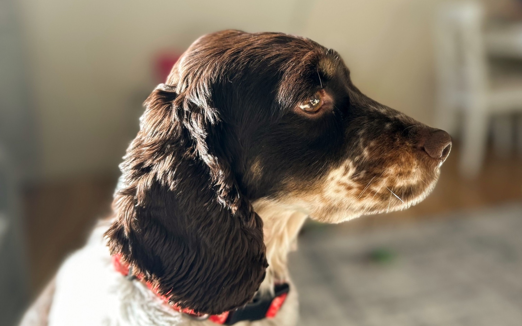 Грустные глаза у домашнего спаниеля