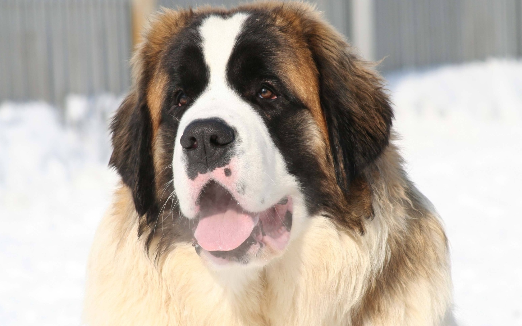 Собака породы сенбернар с высунутым языком