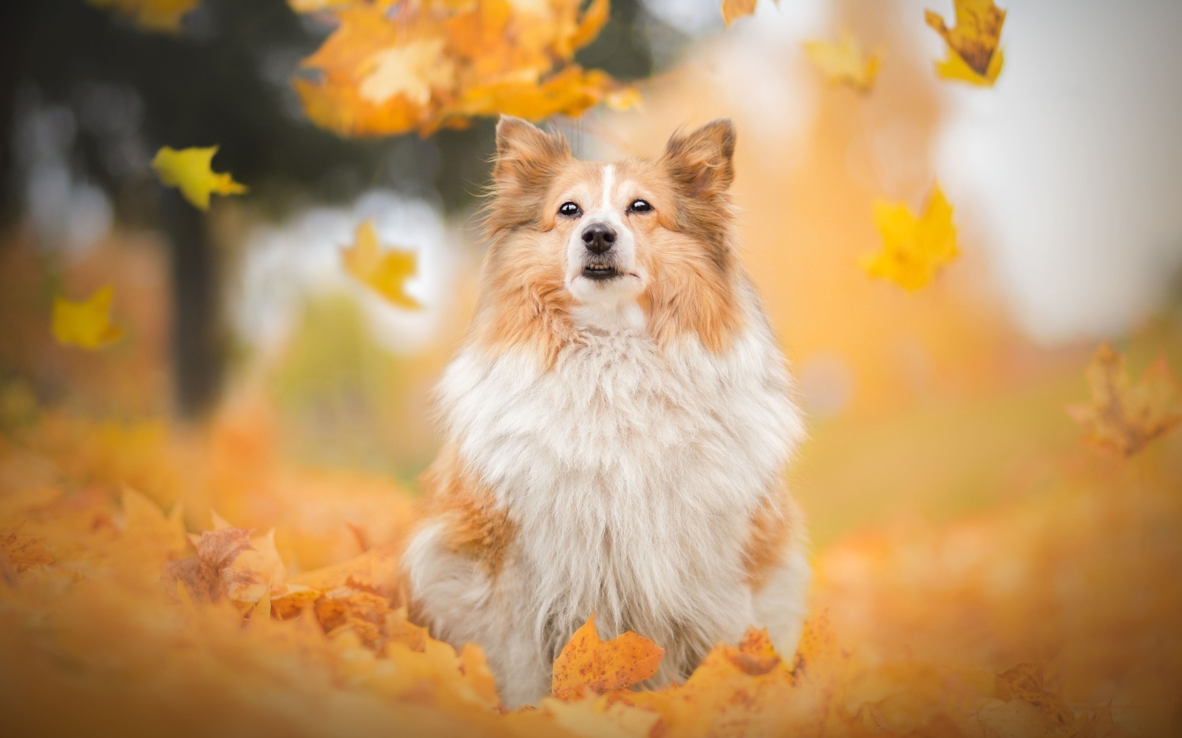 Шотландская овчарка сидит в осенних листьях