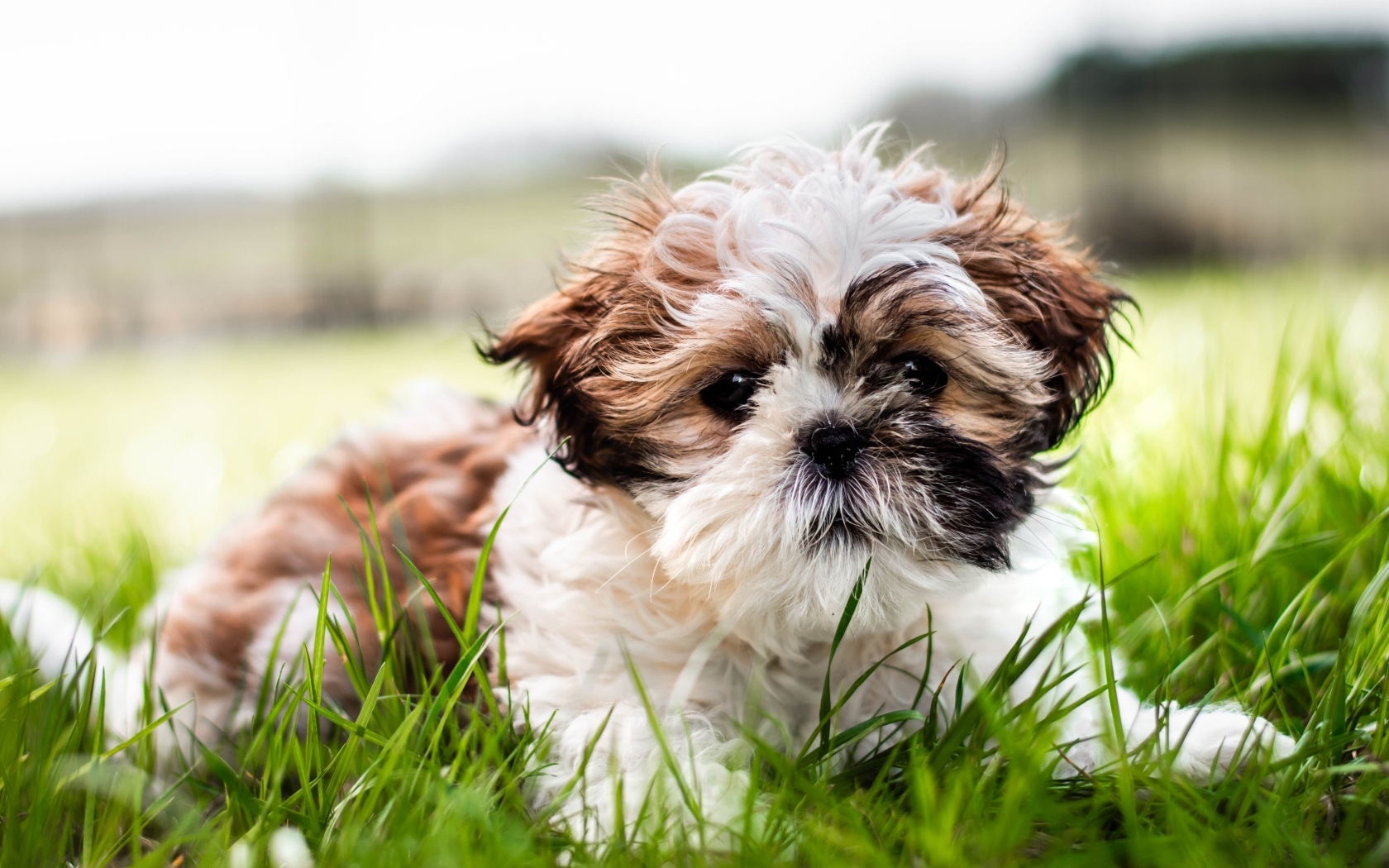 Собака породы ши-тцу лежит на зеленой траве