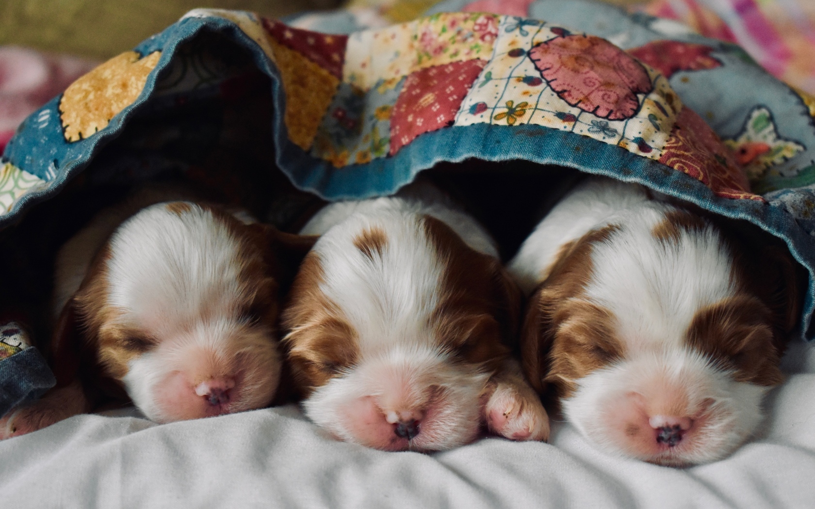 Три маленьких спящих щенка под одеялом
