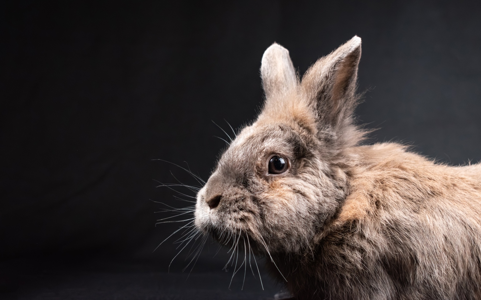 Испуганный декоративный кролик на черном фоне