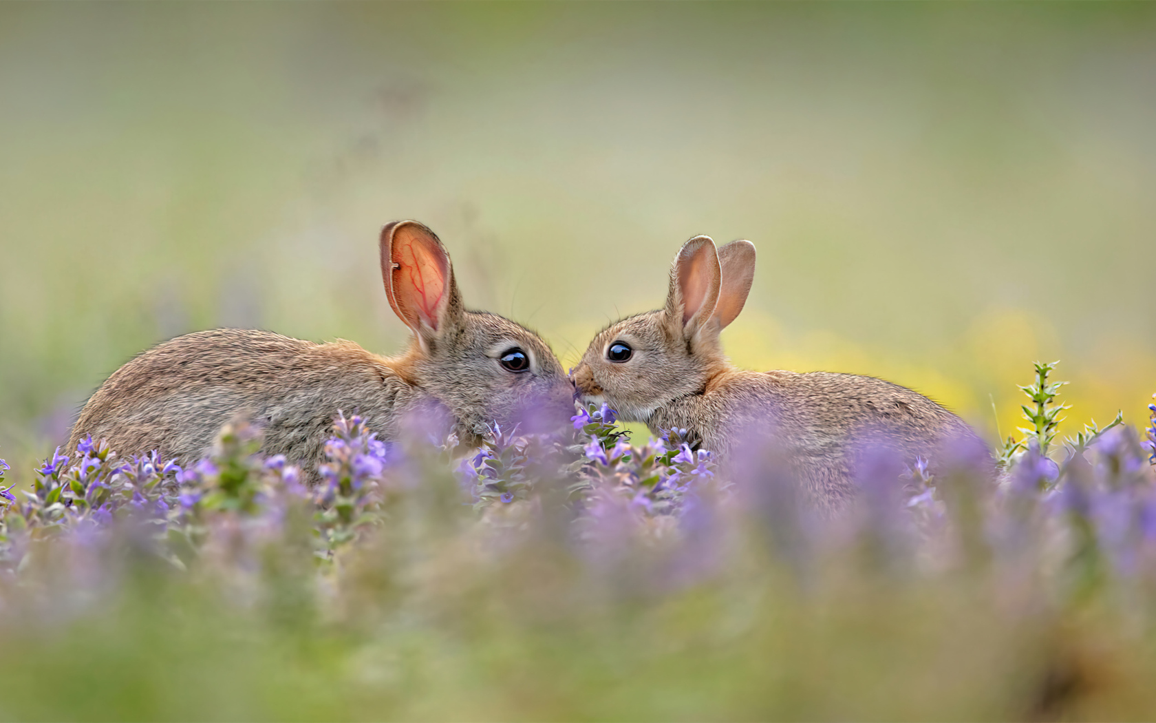 Два милых зайца в цветах 