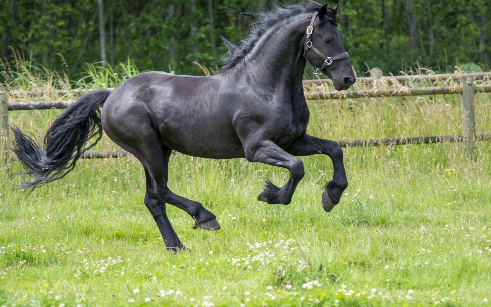 Черный большой конь скачет по зеленой траве