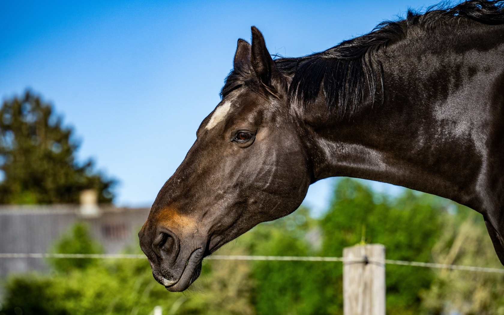 Голова черного коня крупным планом