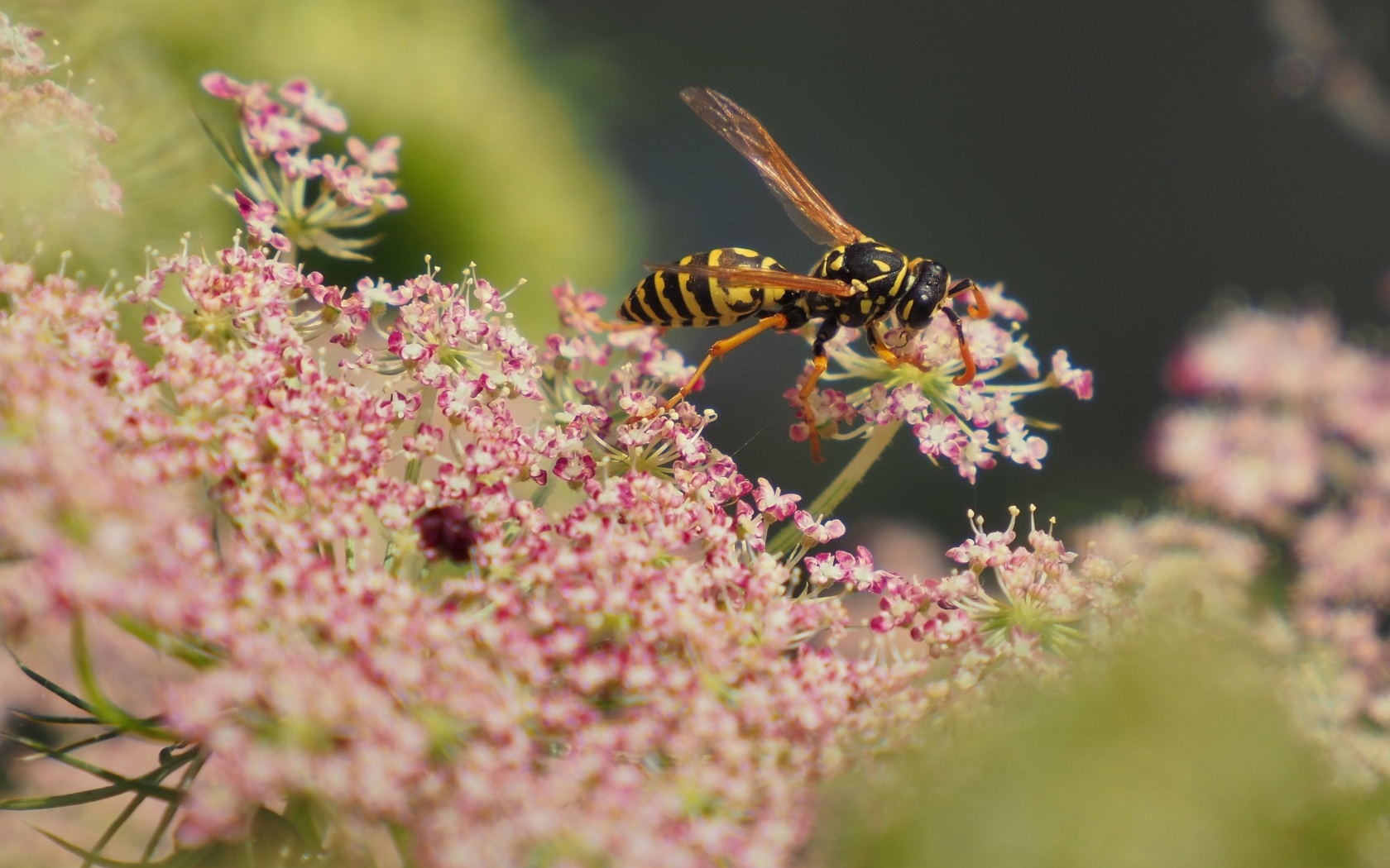 Большая оса кружит над розовым цветком