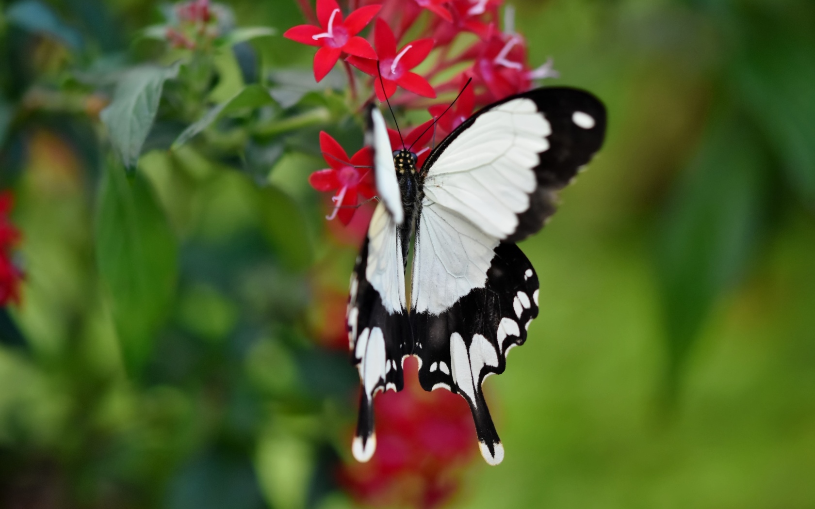 Красивая бабочка сидит на красном цветке
