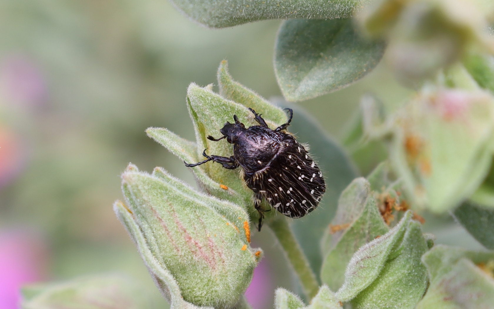 Черный жук сидит на зеленом растении