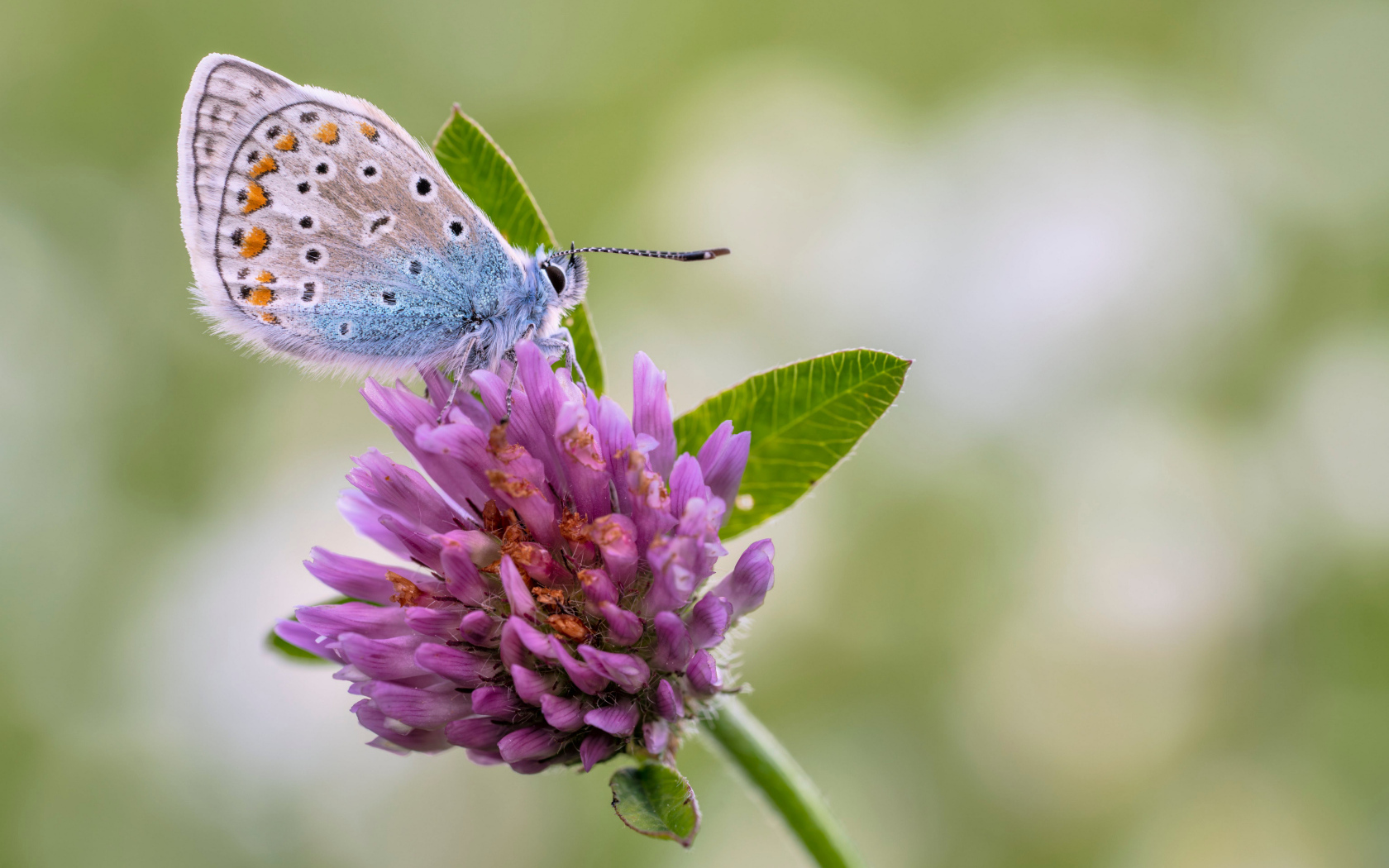 Голубая бабочка на розовом цветке клевера