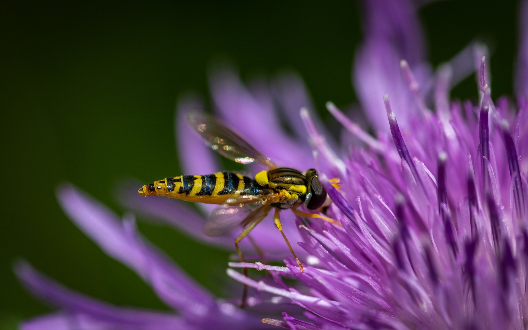 Муха жужжалка на розовом цветке