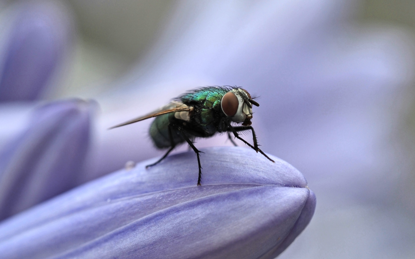 Зеленая муха сидит на синем цветке