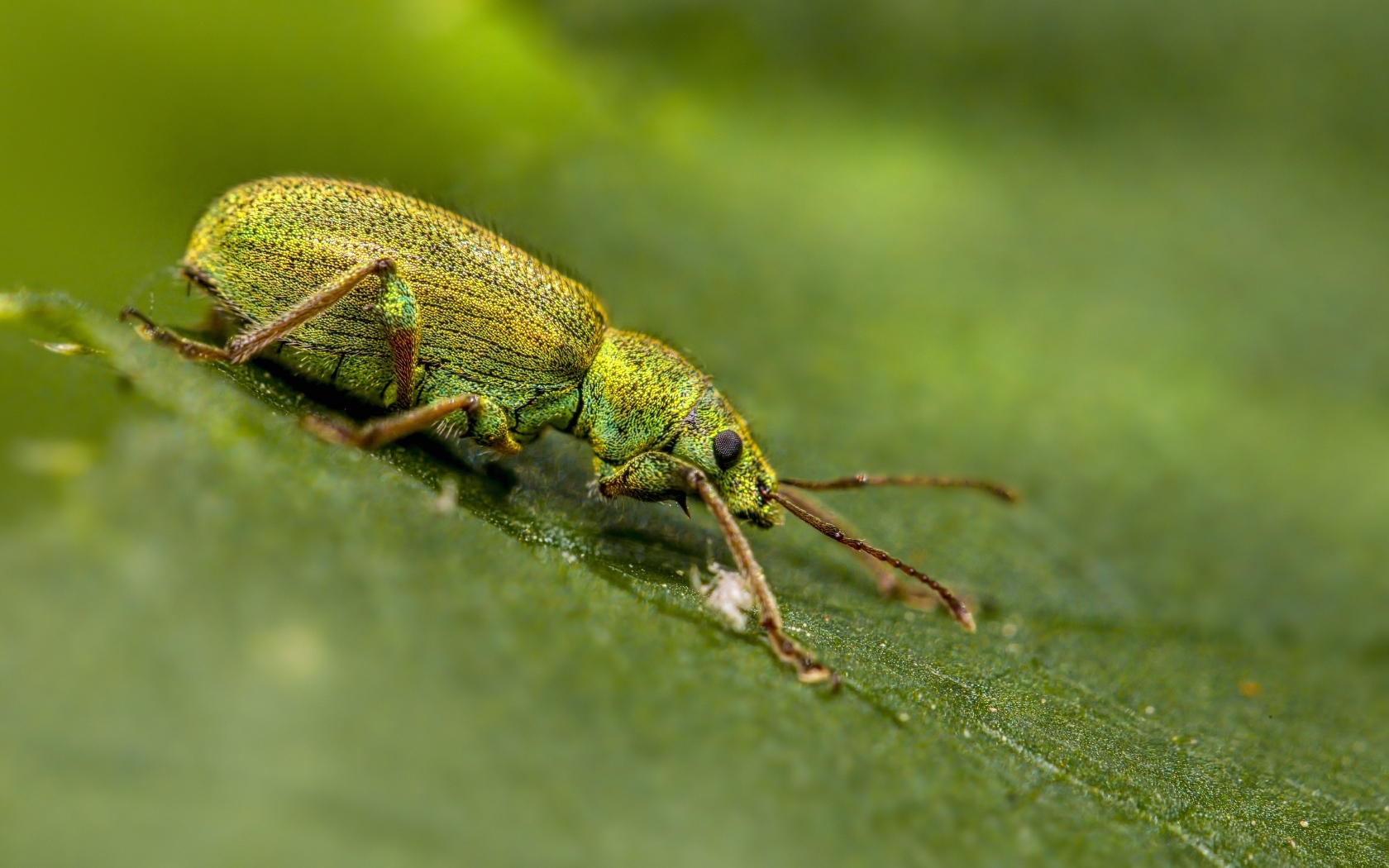 Большой зеленый жук на листке крупным планом