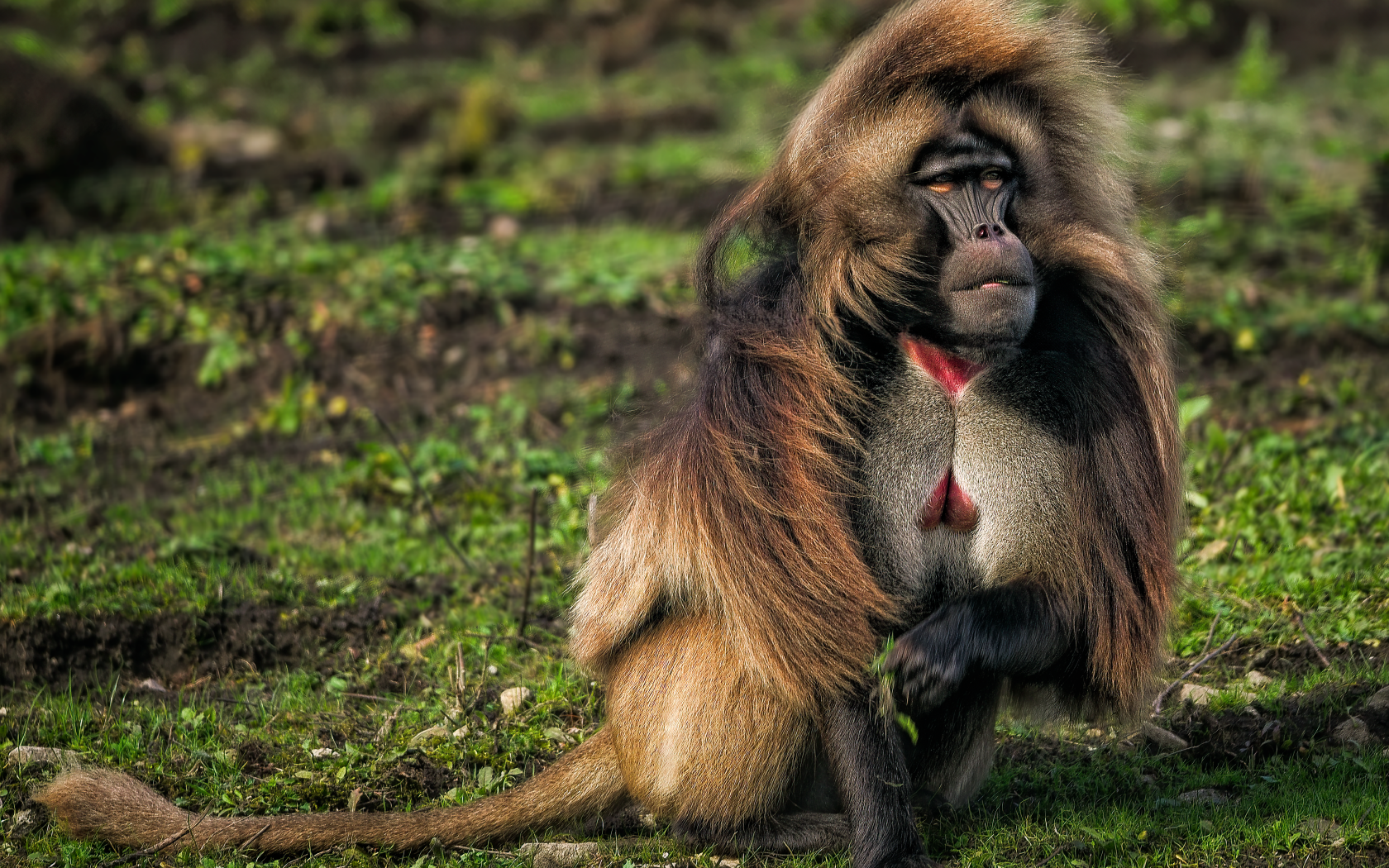 Бабуин сидит на траве