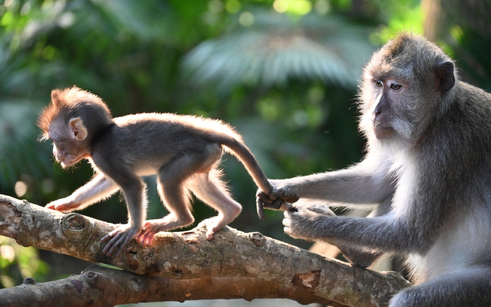 Макака с детенышем на ветке дерева