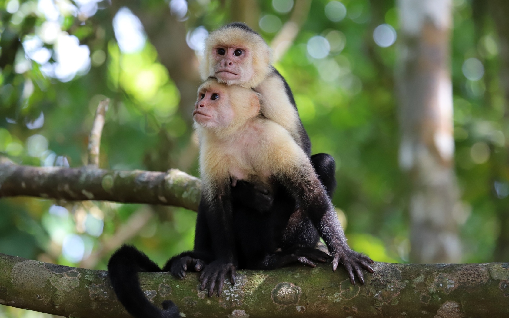 Две обезьяны капуцин сидят на ветке