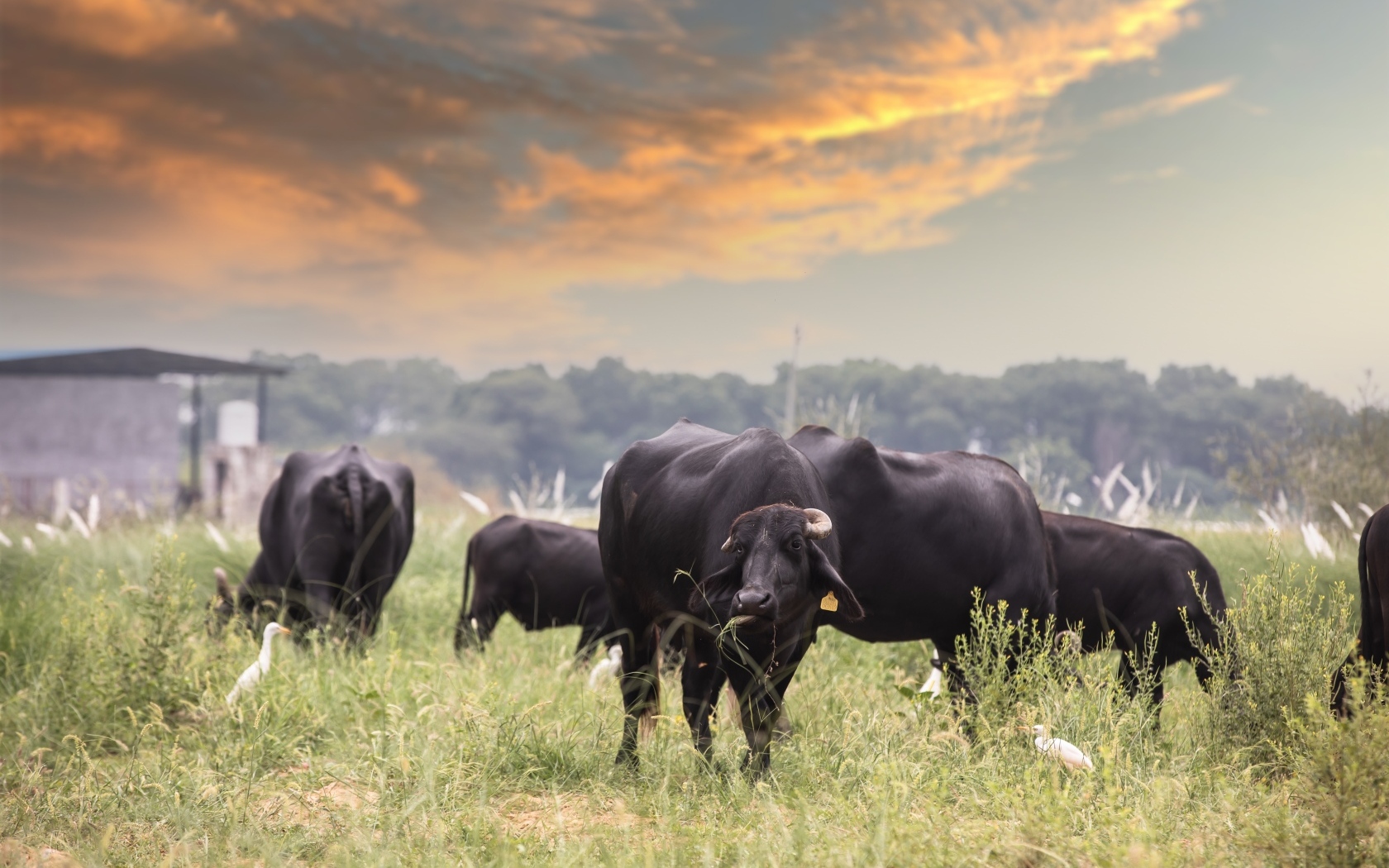 Большие черные быки на фоне неба