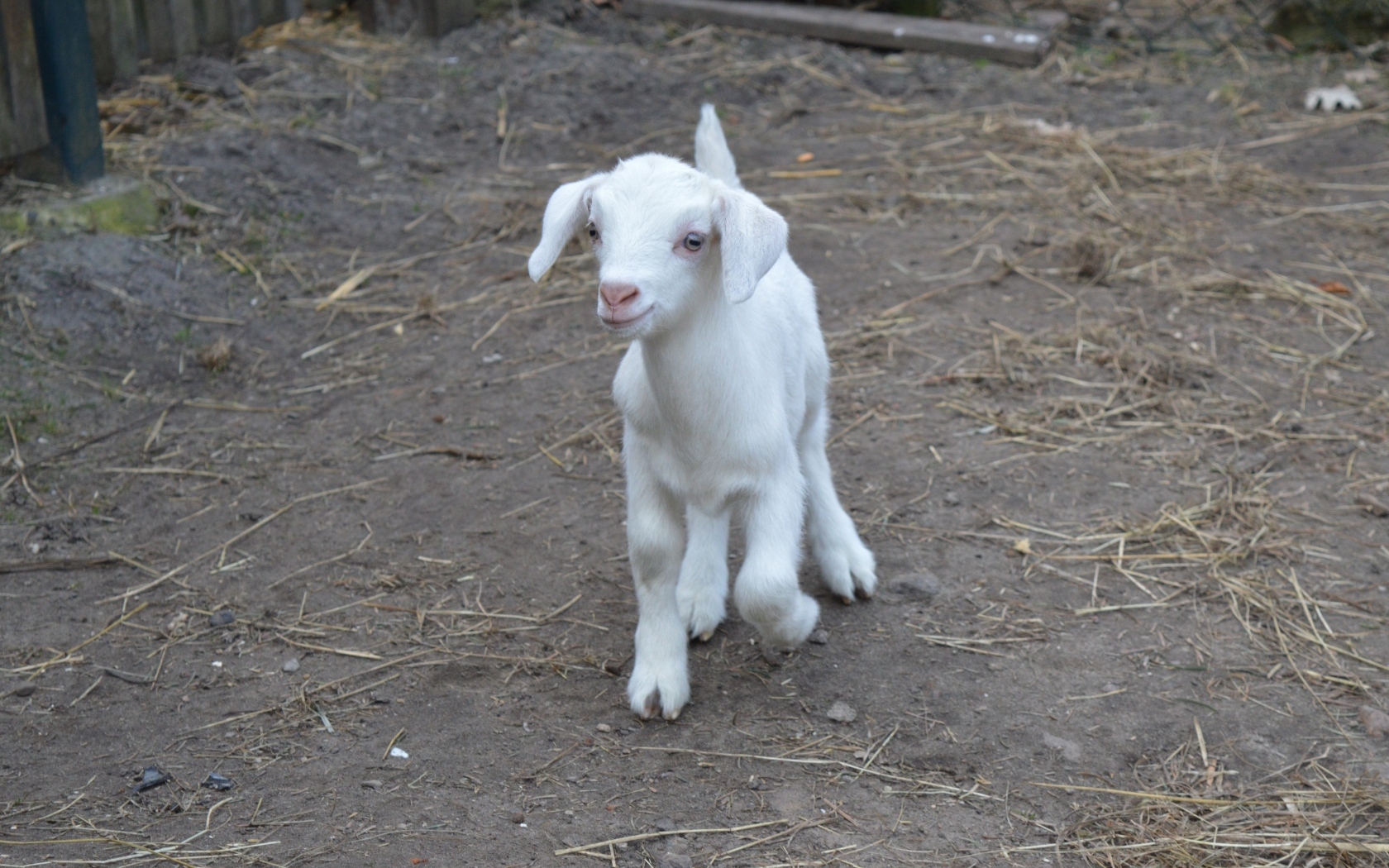 Милый маленький белый козленок