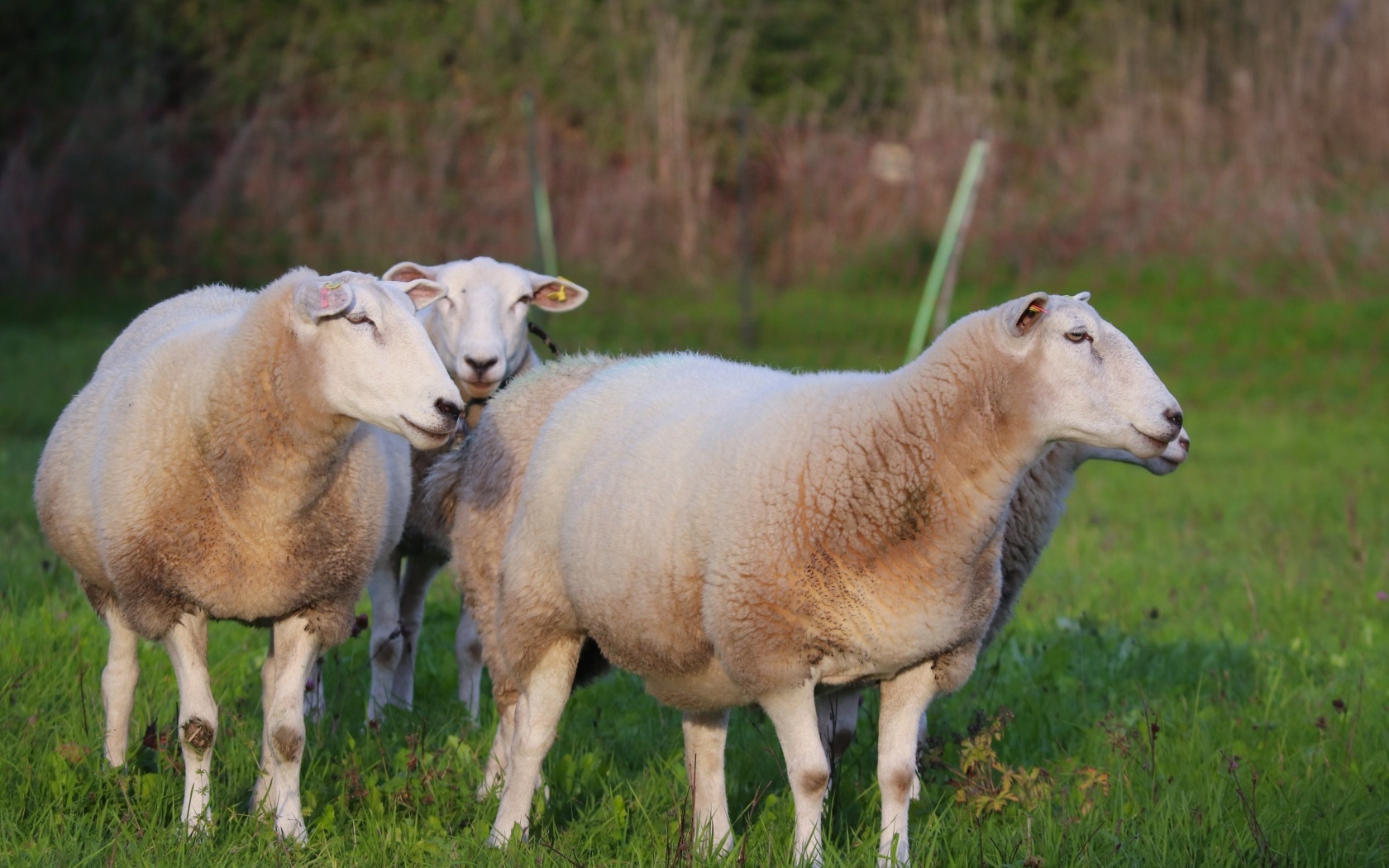 Пушистые овцы на зеленой траве