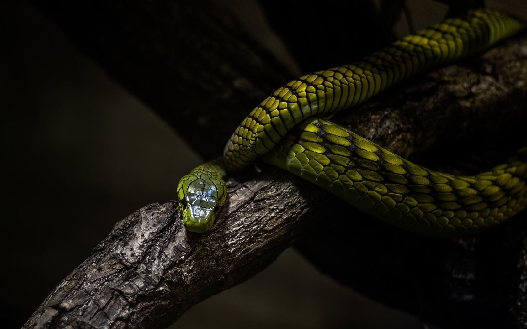 Красивая зеленая змея на ветке