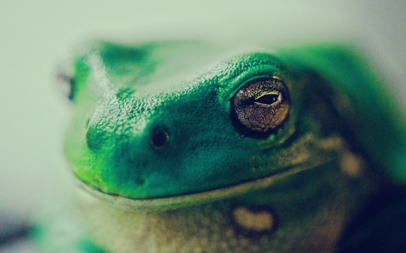 Голова зеленой лягушки крупным планом