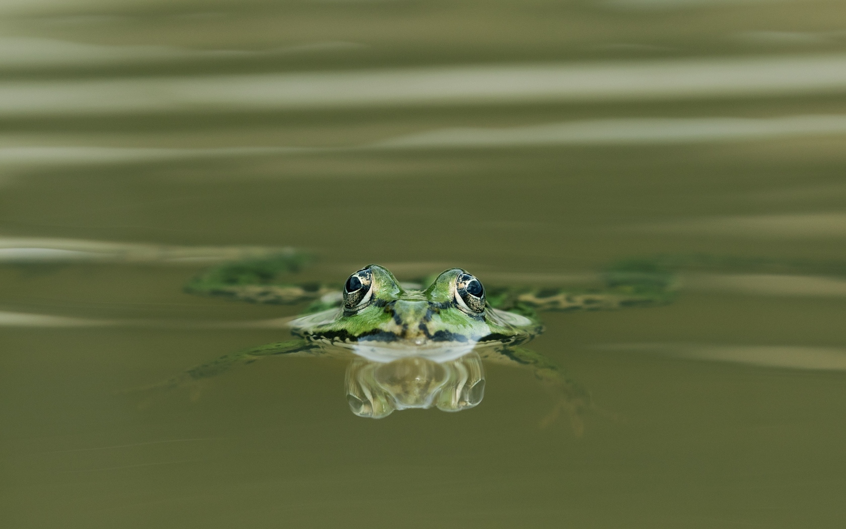 Зеленая лягушка прячется в воде