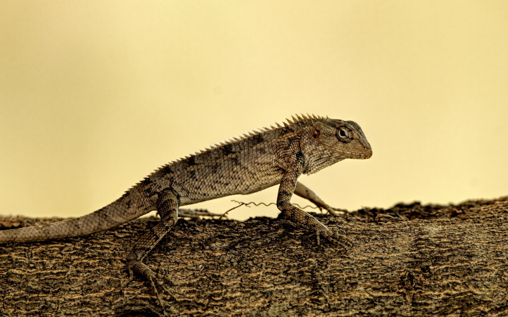 Большая серая ящерица на дереве